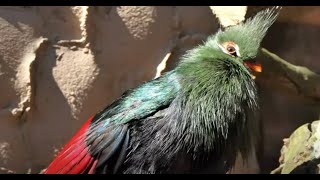 12 nice Turacos 4K [upl. by Nyladnewg]