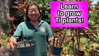 Learn How to Grow Ti Plants  Episode 4  Nā Pāka ma ka Hale [upl. by Eel]