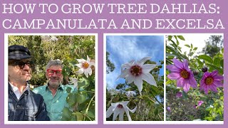 How to grow the rare tree Dahlia campanulata and its slightly easier to find cousin Dahlia excelsa [upl. by Avril]