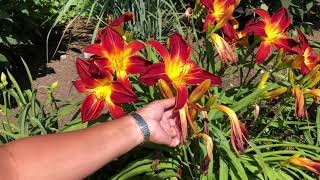 How To Care For Daylilies [upl. by Button265]