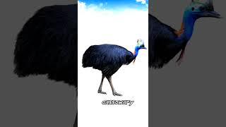 Cassowary soundshortvideocassowary [upl. by Arek636]