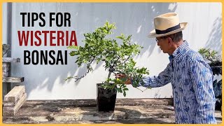 How to Manage a Wisteria Bonsai [upl. by Nnel428]