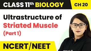 Ultrastructure of Striated Muscle Part 1  Locomotion and Movement  Class 11 Biology  NCERTNEET [upl. by Lleynad938]