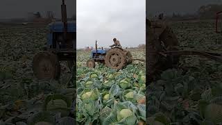 Hibrit lahana hasadı Fordson sınır tanımıyor fordson harvest mud cabbage fordsonmajor [upl. by Atsyrk]