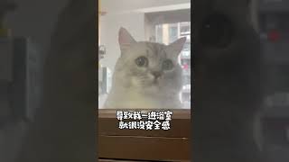 【布丁仔和泡芙妹的一天】我家猫不仅听得懂我说话，甚至还会开口说人话了！ [upl. by Saltsman]