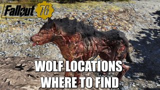 Fallout 76  Wolf Location  Where To Find [upl. by Julianna]