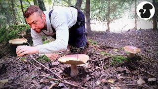 Pilze sammeln im November  Wenn die Nebelkappen doch Steinpilze wären 🍄 [upl. by Schaefer386]