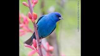 Indigo Bunting Song [upl. by Enitsahc]