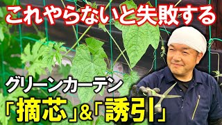 【運命の分かれ目】グリーンカーテンの「摘芯」と「誘引」の方法（家庭菜園） [upl. by Lleumas]