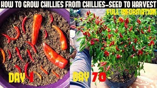 How To Grow Chillies At Home100 chillies per plantSeed To Harvest [upl. by Skiest295]