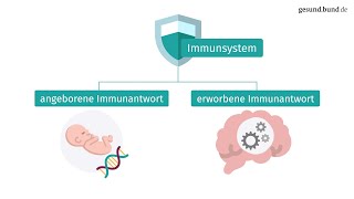 Wie funktioniert die Immunantwort [upl. by Rici]