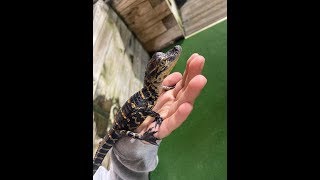 What Sound Does a Baby Alligator Make [upl. by Limaa]