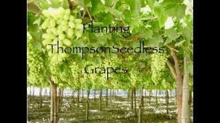 Planting Thompson Seedless Grapes [upl. by Ettennek]