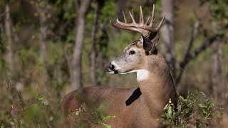 Venado Cola Blanca  Levantar su cola es una advertencia [upl. by Accebor]