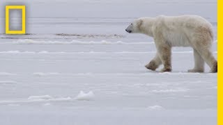 See How They Track Polar Bears in Russia  National Geographic [upl. by Berty]