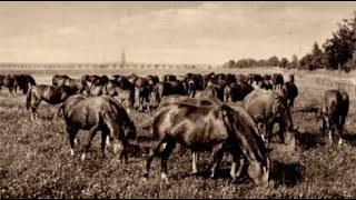 2 Trakehner Kamingespräch  Trakehnens legendäre Stutenherden [upl. by Lletnwahs]