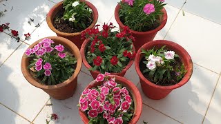 Dianthus Care Tips  How to Grow and Care Dianthus Plant  Fun Gardening [upl. by Darryl]