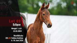 Online FohlenAuktion Lot 09 Eclipse Hengst v Escolar  St Moritz Junior [upl. by Kitty582]