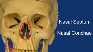 Bone  Skull  Bones of the Nasal Cavity [upl. by Elleval]