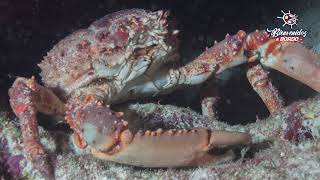 Buceo al arrecife de Alacranes en Yucatán [upl. by Ramgad252]