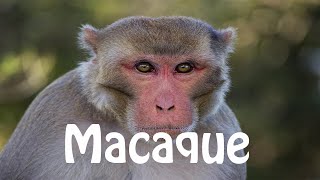 How To Pronounce Macaque [upl. by Acsisnarf275]