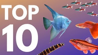 Top 10 Aquarium Fish for Beginners [upl. by Nelon]