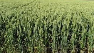 Singularidades Del Proceso De Ensilaje De La Avena Forrajera  TvAgro por Juan Gonzalo Angel [upl. by Polk]