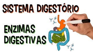 ✅ SISTEMA DIGESTÓRIO E ENZIMAS DIGESTIVAS [upl. by Ellirehs40]