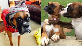 Funniest Boxer Dog Videos  Cutest Boxers Ever [upl. by Marden]