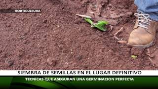 LA MANERA CORRECTA DE SEMBRAR SEMILLAS EN LA HUERTA [upl. by Annotahs103]