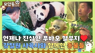 모았동물농장 푸바오 할아버지 강바오🐼 강철원 사육사와 함께한 동물 모음♥️ TV동물농장 AnimalFarm SBSstory [upl. by Warwick]