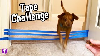 DOG JUMPS for Food 🐕 Tape Challenge wHobbyFlappy by HobbyFamilyTV [upl. by Norabel]