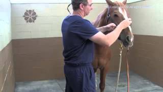 How to Apply amp Use a Chain Shank on a Horse [upl. by Janith533]