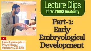 Embryology Anatomy Early Embryological Development Part1  1st Year MBBS [upl. by Eneladgam739]