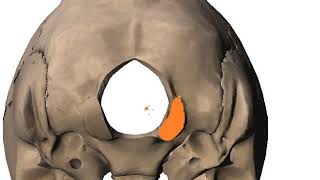 rectus capitis group of muscles and occipital condyles DR SAMEH GHAZY [upl. by Jule896]