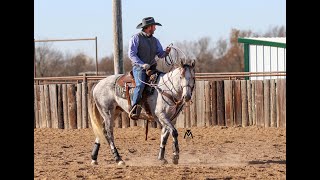 CD Gunpowder XIT 1  Hershberger Horse Sale 2022 [upl. by Paryavi]