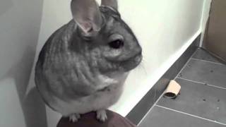 Kimchi the Chinchilla playing [upl. by Georgy]