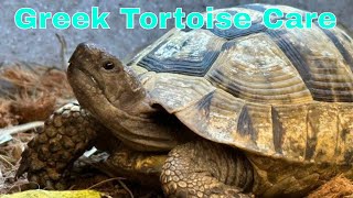 Greek Tortoise Care Guide [upl. by Aisaim]