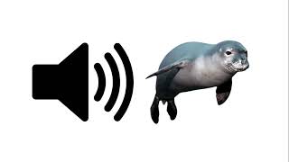 Seal  Sound Effect  ProSounds [upl. by Hanah]