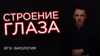 Строение глаза  ЕГЭ Биология  Даниил Дарвин [upl. by Hal966]