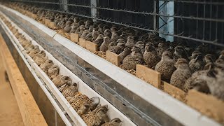 How Quail Egg Hatcheries Make Millions  Inside Modern Quail Farms [upl. by Marline464]