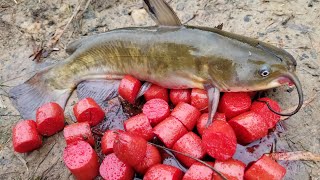 Fishing with Homemade Catfish Bait  catching bullheads from shore [upl. by Ainer]