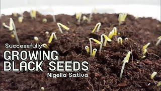 How to Grow Black Seeds Kalonji Plant Nigella Sativa Black Cumin  Sprouting Seeds [upl. by Sucramad]