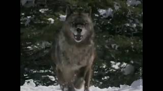 14 wolves were released into Yellowstone and what happens next is astonishing [upl. by Cleavland]