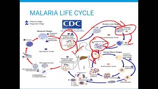 MALARIA LIFE CYCLE [upl. by Sirroned]