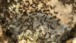 Pheidole bicarinata Update December 26 2020 [upl. by Mellen]