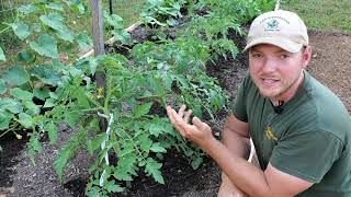 Tomato Gardening How to prune and stake your tomato plants for optimal growth [upl. by Ambert]