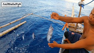 Surigao quotKitangquot and quotUndakquot Fishing Catch many Tuna Catch amp Cook Tuna Sardines Recipe [upl. by Wycoff493]