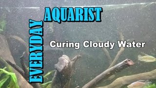 What Causes Cloudy White Aquarium Water [upl. by Trevorr174]