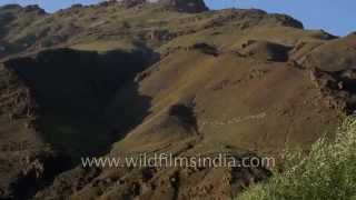 Mount Tololing from Kargil War Memorial [upl. by Osrick]